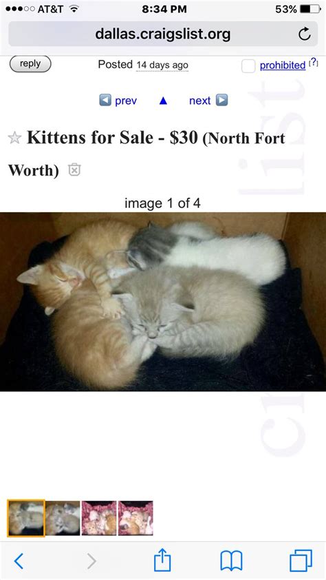 Craigslist pets dfw. Things To Know About Craigslist pets dfw. 